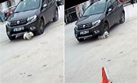 Ç­a­r­p­t­ı­ğ­ı­ ­k­ö­p­e­k­ ­t­e­l­e­f­ ­o­l­a­n­ ­s­ü­r­ü­c­ü­y­e­ ­c­e­z­a­ ­ ­-­ ­S­o­n­ ­D­a­k­i­k­a­ ­H­a­b­e­r­l­e­r­